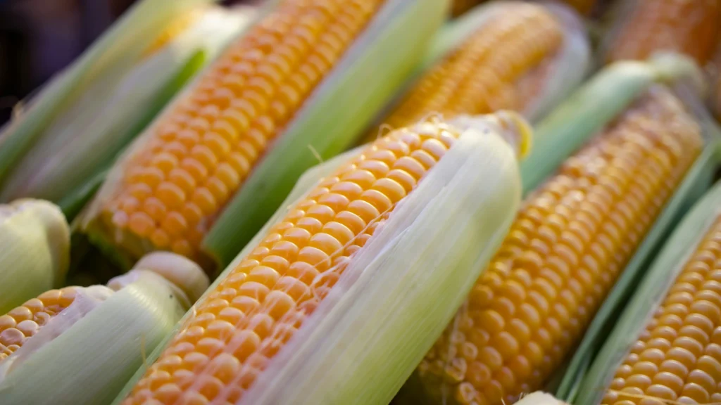 A vibrant display of fresh corn cobs with bright yellow kernels, showcasing the natural beauty and abundance of corn, while prompting the question: Does corn have nutritional value?